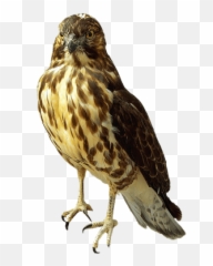 Search Results For Atlanta Falcons Png - Red Tailed Hawk Png Emoji,Hawks Emoji