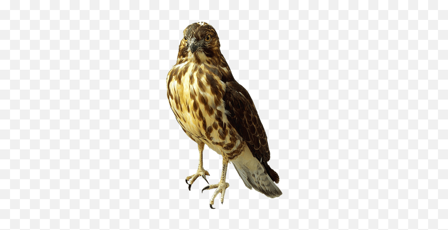 Search Results For Atlanta Falcons Png - Red Tailed Hawk Png Emoji,Hawks Emoji