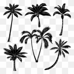 palm palms freetoedit - Sticker Emoji