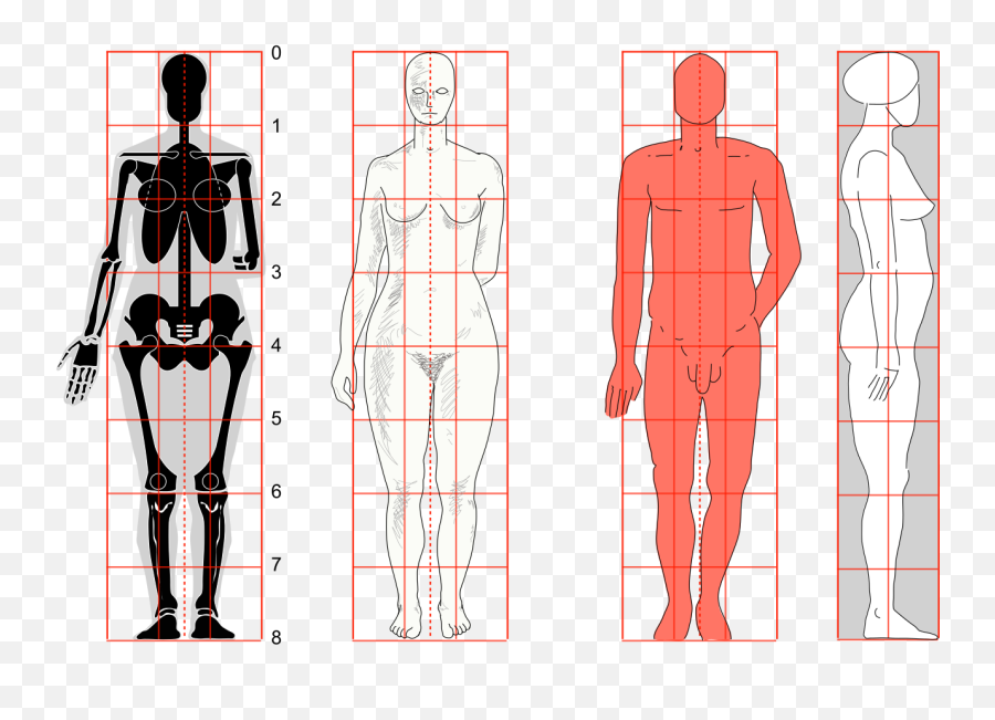 Human Body Proportions2 - Arm To Leg Proportions Emoji,Ticket Emoji
