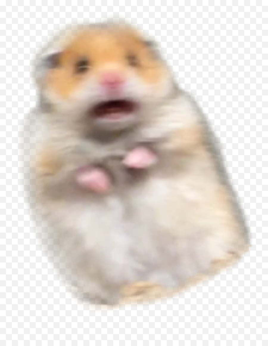 Popular And Trending Hamsters Stickers On Picsart - Hamster Meme Emoji,Mouse Bunny Hamster Emoji