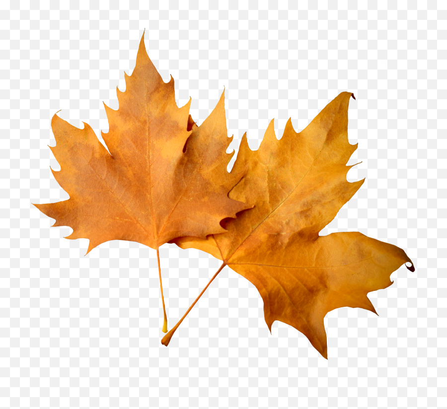 Fall Leaf Png - Fall Leaf Transparent Background Emoji,Leaves Emoji