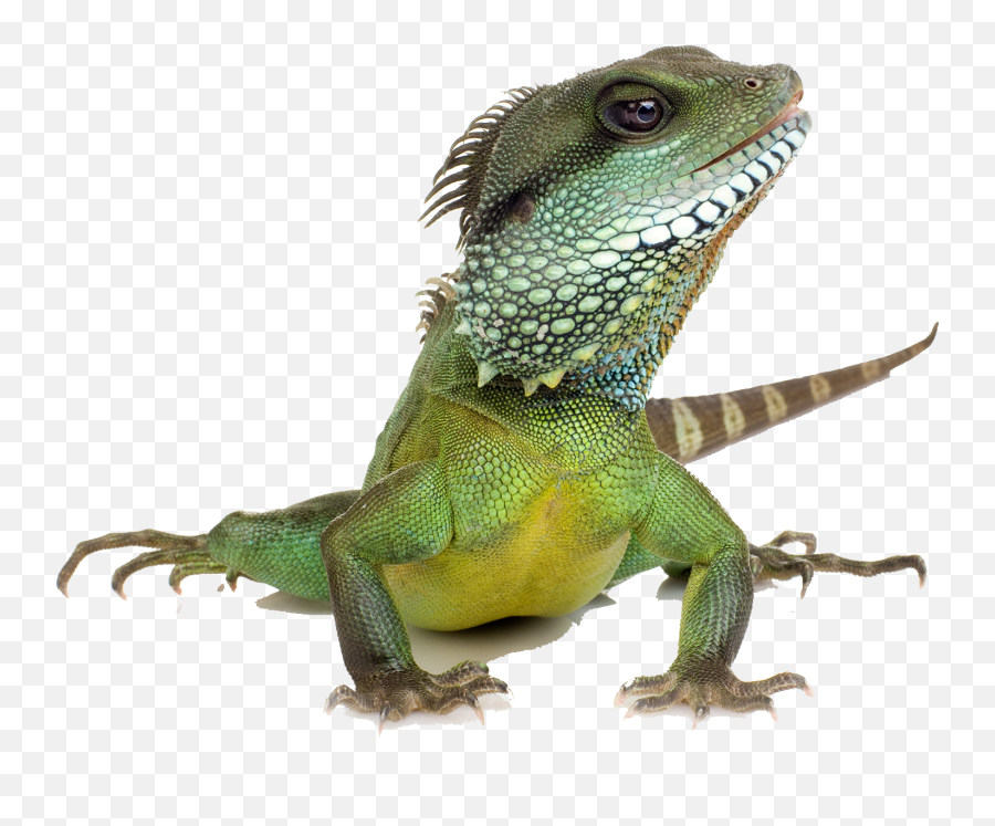Iguana Lizard Lizards Reptile Sticker - Le Dragon D Eau Emoji,Iguana Emoji