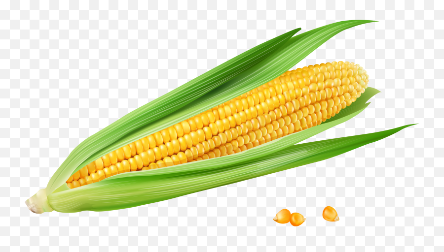 Corn On The Cob Vector At Getdrawings - Corn On The Cob Png Emoji,Emoji Corn