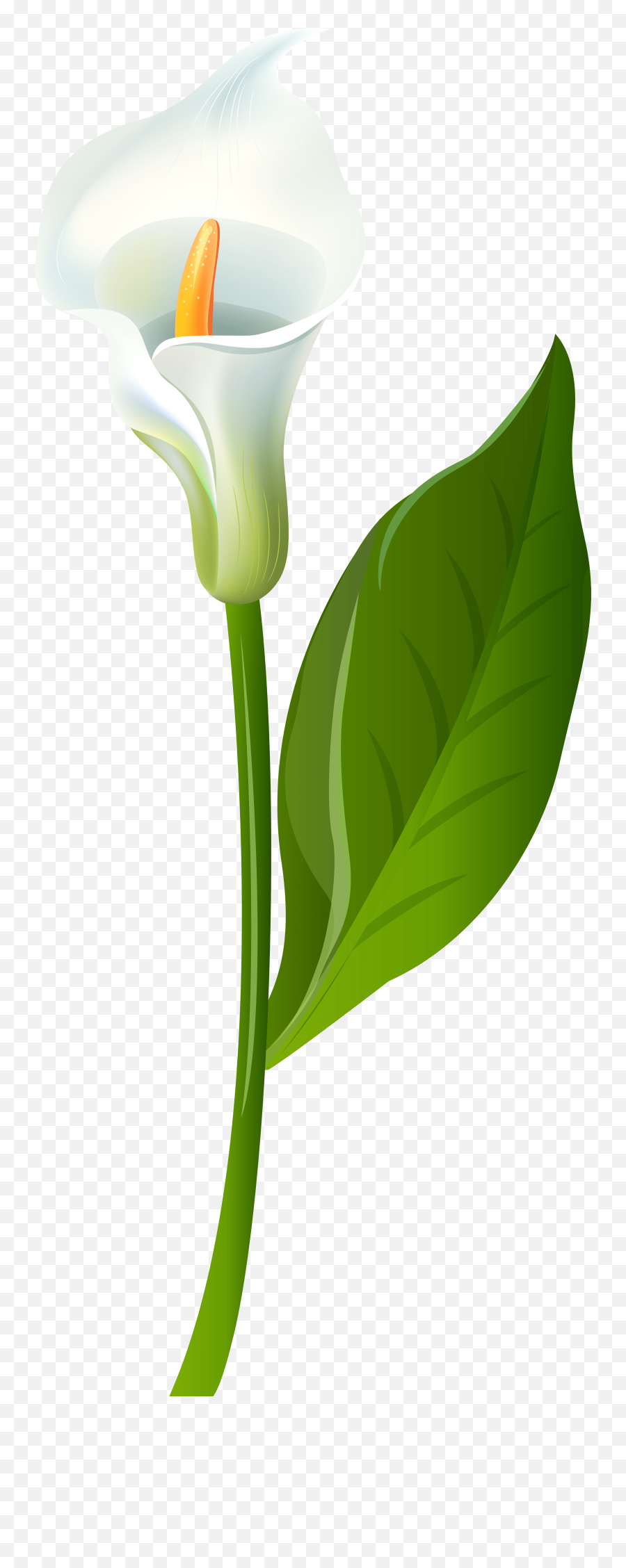Green Calla Lilies Png Transparent Png - Transparent Background Calla Lily Png Emoji,Lily Pad Emoji