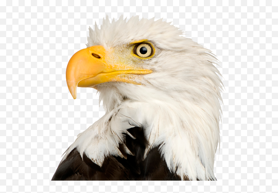 Bald Eagle - Transparent Bald Eagle Head Png Emoji,Bald Eagle Emoji