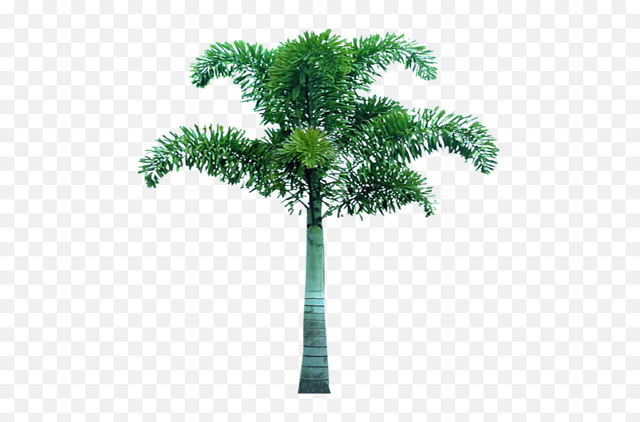 Palm Tree Png Image 2507 - Tree Pic In Png Emoji,Palm Tree Emoji Png