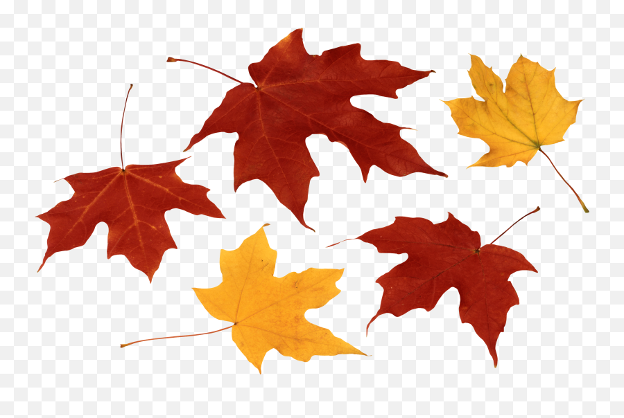 Leaves Fall Png Picture - Fall Leaves Png Clipart Emoji,Fallen Leaf Emoji