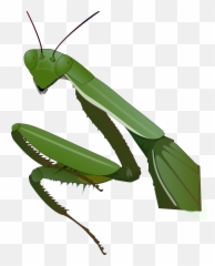 Grasshopper Clipart Praying Mantis - Praying Mantis Vector Emoji,Praying Mantis Emoji