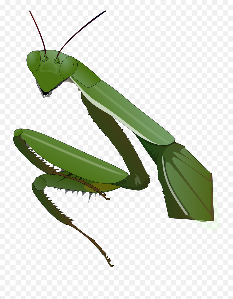 Grasshopper Clipart Praying Mantis - Praying Mantis Vector Emoji,Praying Mantis Emoji