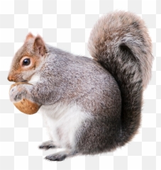 Trending Squirrel Stickers - Squirrel Png Emoji,Squirrel Emoji