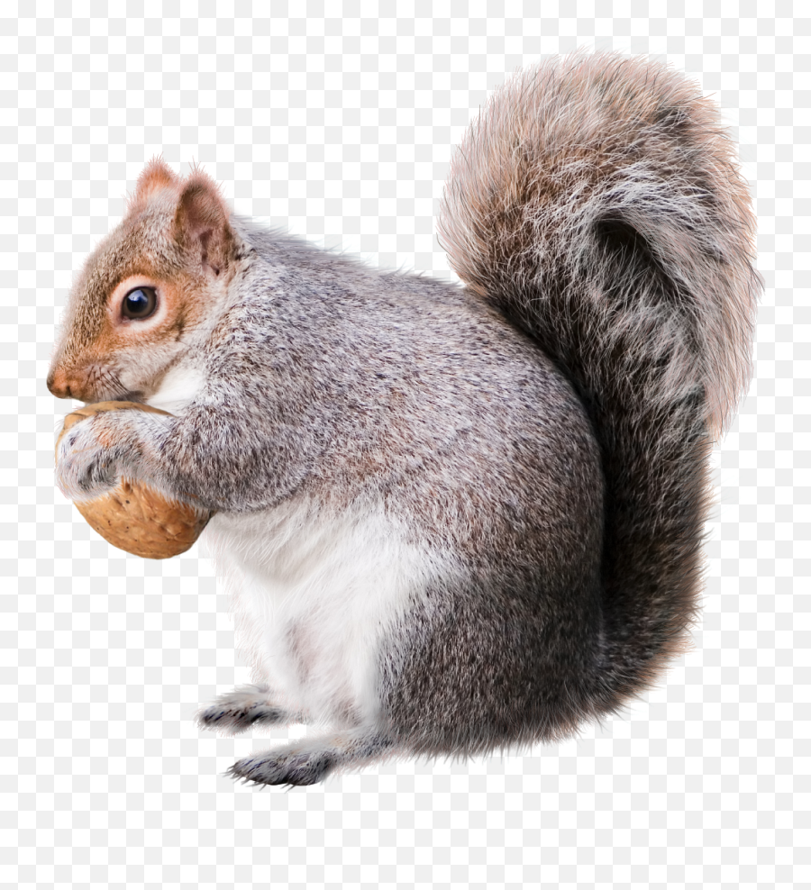 Trending Squirrel Stickers - Squirrel Png Emoji,Squirrel Emoji