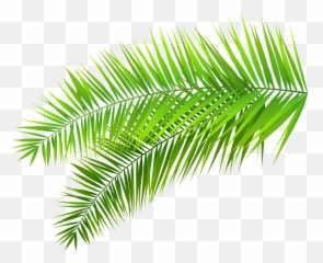 Library of palms clipart black and white download free png - Transparent Background Palm Leaf Png Emoji
