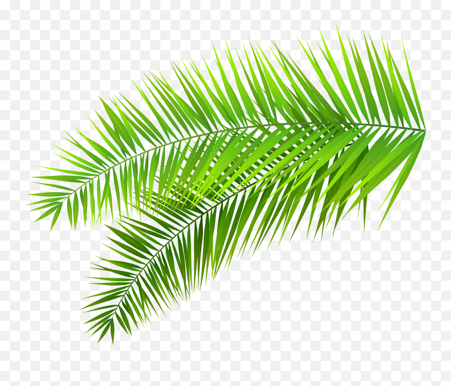 Library Of Palms Clipart Black And White Download Free Png - Transparent Background Palm Leaf Png Emoji,Palms Up Emoji