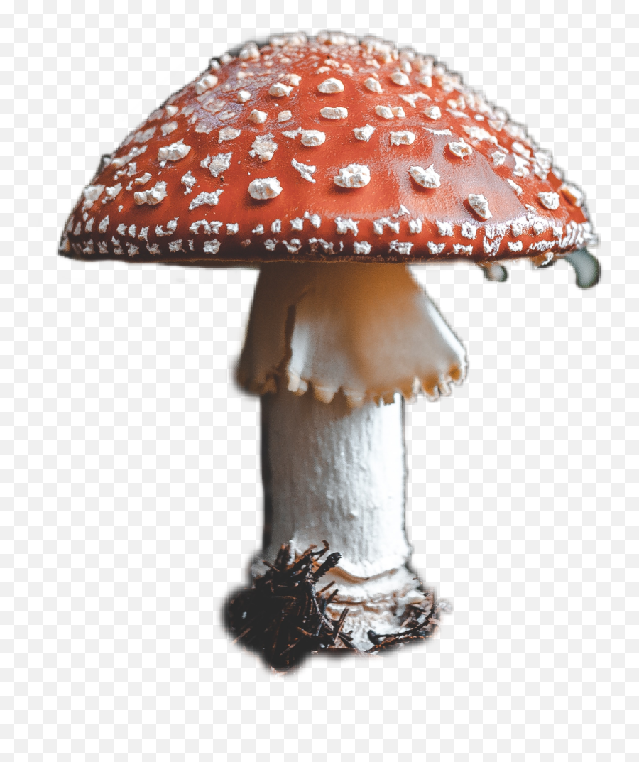 Tinypeople Red Redmushroom Mushroom Mushrooms Haelilu - Mushroom Close Up Emoji,Emoji Mushroom