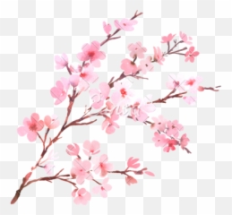 Cherry Png Images Blossom Transparent Free Download - No Background Emoji
