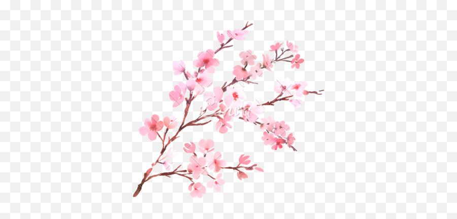 Cherry Png Images Cherry Blossom Transparent Free Download - Cherry Blossom No Background Emoji,Cherry Blossom Emoji