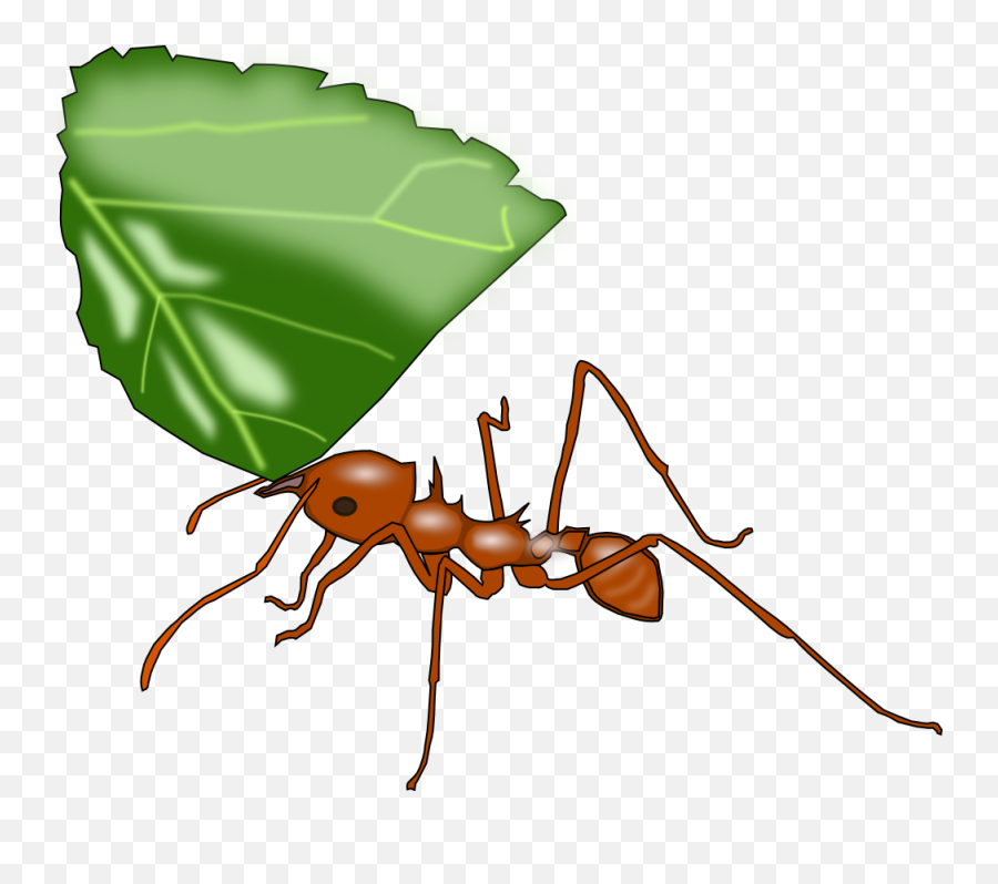 Atta Ant - Leaf Cutter Ant Clipart Transparent Cartoon Leaf Cutter Ants Clipart Emoji,Ant Emoji