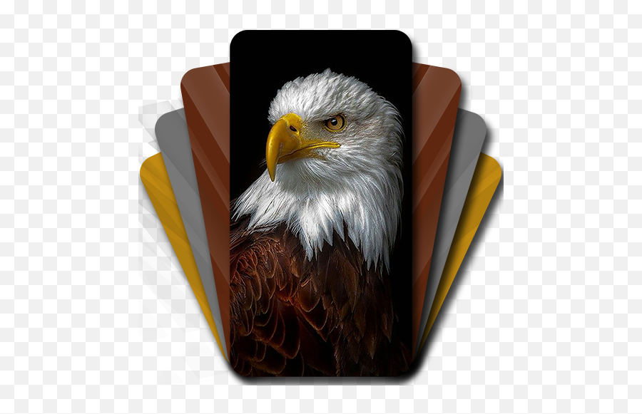 Bald Eagle Hd Wallpaper - High Resolution Eagle Photography Emoji,Eagle Emoji