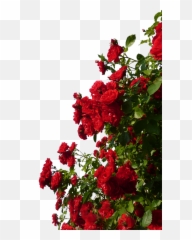 Climbing Roses Red Flowers Roses Free - Rose Flower Garden Png Emoji,Rock Climbing Emoji