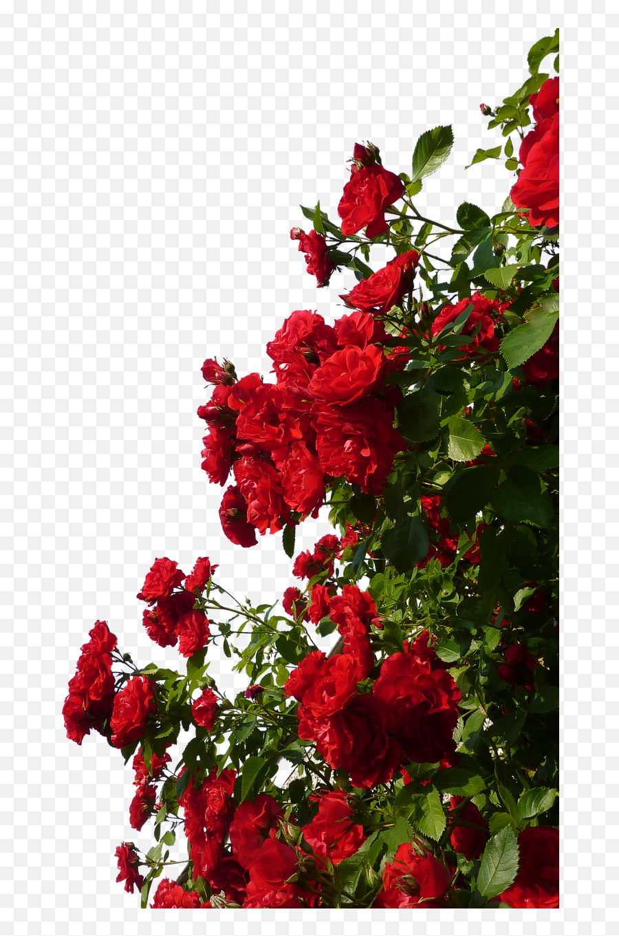 Climbing Roses Red Flowers Roses Free - Rose Flower Garden Png Emoji,Rock Climbing Emoji
