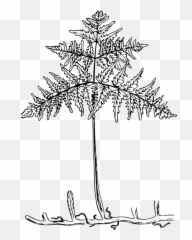 Free Greenery Leaves Vectors - Papario Šaknys Emoji,Pine Tree Emoji