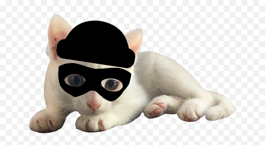 Cats Cute Hedwigcat Robber Funnyanimals Petlove Freetoe - Paw Emoji,Robber Emoji