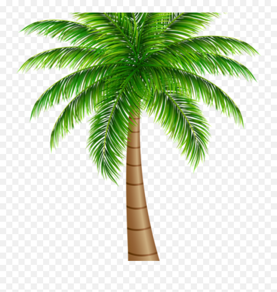 Palm Clipart Wallpaper Palm Wallpaper Transparent Free For - Palm Tree Png Clipart Emoji,Palm Tree Emoji Png