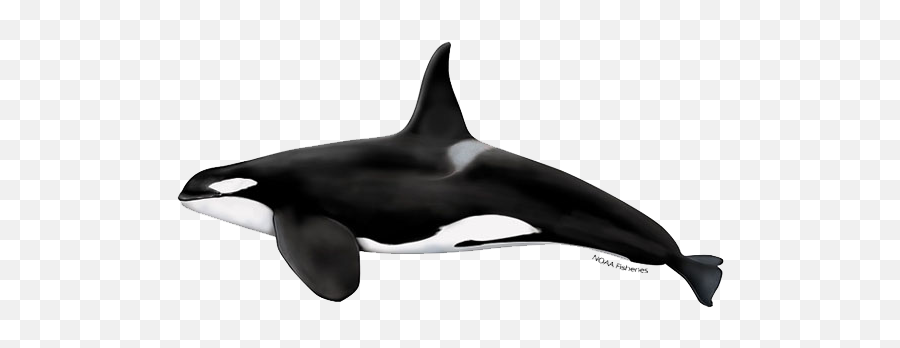 Killer Whale Png Images Free Download - Killer Whale Side View Emoji,Orca Emoji