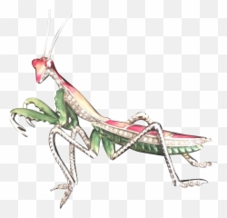 Praying Mantis Whichever Way You Spell - Mantidae Emoji,Praying Mantis Emoji