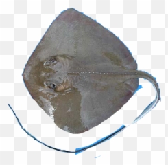 Stingray Freetoedit - Sole Emoji,Stingray Emoji