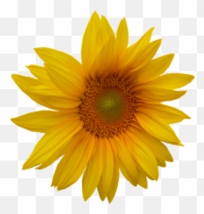 Free Transparent Yellow Flower - Sun Emoji