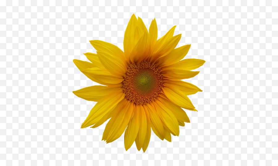 Free Transparent Yellow Flower - Sun Flower Emoji,Yellow Flower Emoji