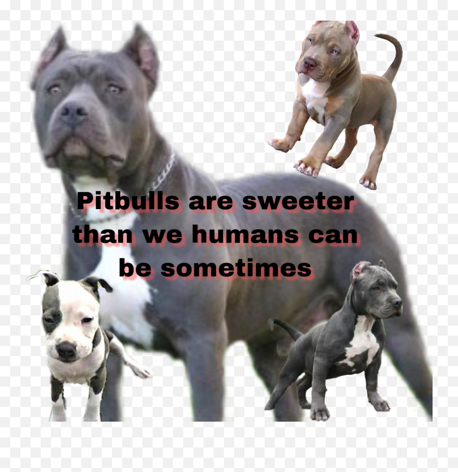 Pitbull Sticker - Martingale Emoji,Pitbull Emoji