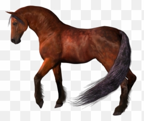 Horses - Transparent Background Horse Png Emoji,Horse Emoticons