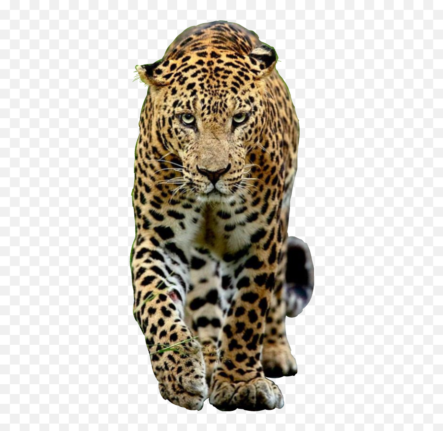 Largest Collection Of Free - African Leopard Emoji,Jaguar Emoji