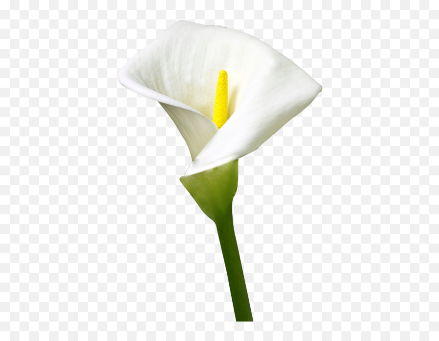 Free Photos Removing Search Download - Needpixcom Emoji,Lily Flower Emoji