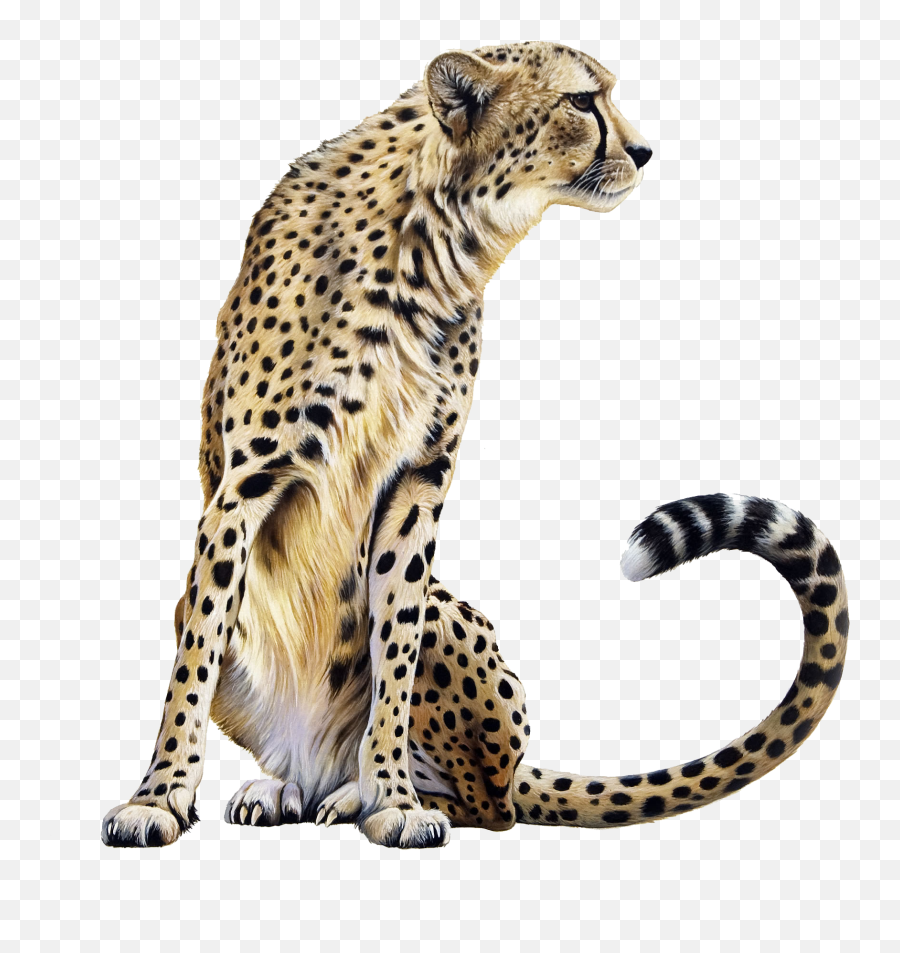 Download Cheetah Transparent Hq Png Image - Transparent Cheetah Png Emoji,Cheetah Emoji