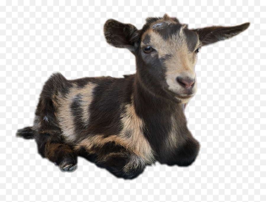Goat Sticker By Jimena - Nigerian Dwarf Goat Emoji,Goat Emoji