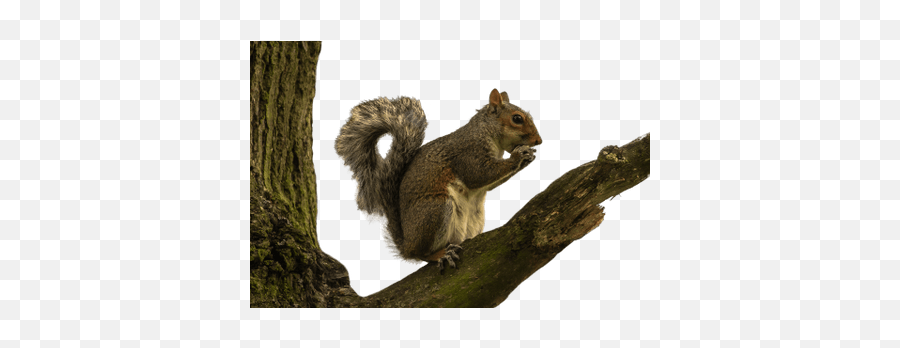 Search Results For Bonsai Trees Png Hereu0027s A Great List Of - Squirrel On Tree Png Emoji,Squirrel Emoji