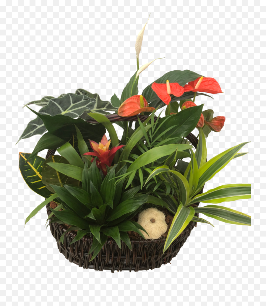 Extra Large Tropical Planter With Anthurium - Laceleaf Emoji,Wilted Flower Emoji
