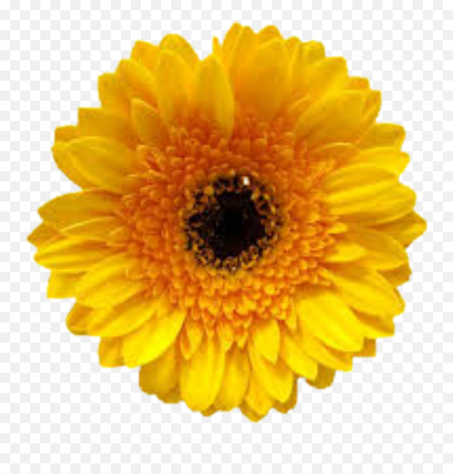 Download Yellow Flowers Png Tumblr Png U0026 Gif Base - Clip Art Emoji,Yellow Flower Emoji