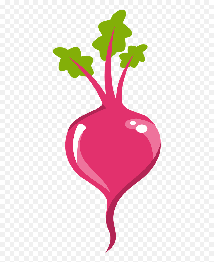 Roots Clipart Absorption Roots - Beet Clipart Png Emoji,Radish Emoji