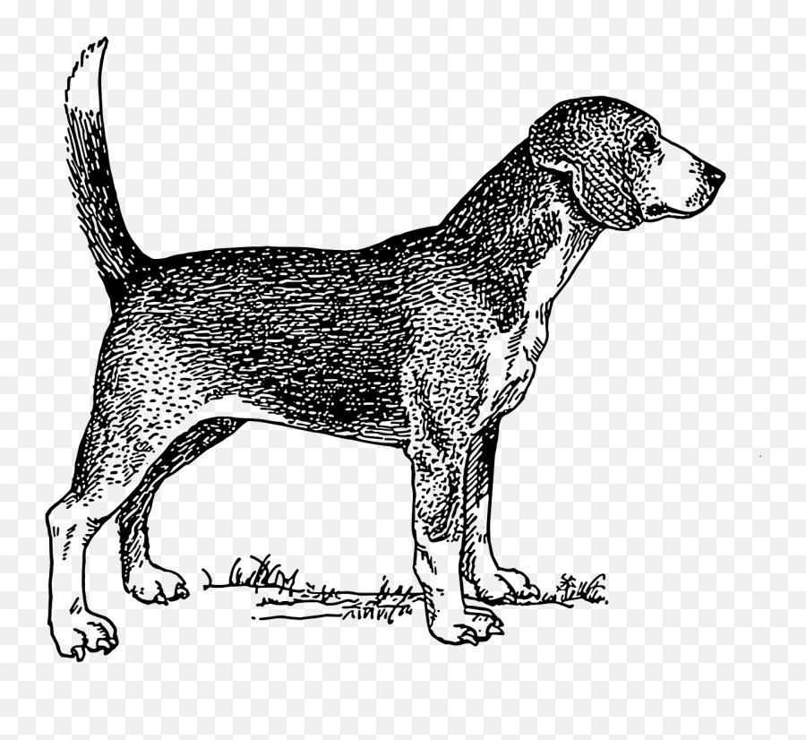 Happy Dog Beagle Pet Tail - Beagle Drawing Png Emoji,Dog Emoticon