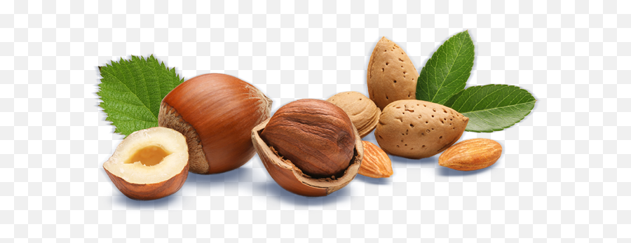 Hazelnut Almond - Macadamia Png Emoji,Hazelnut Emoji