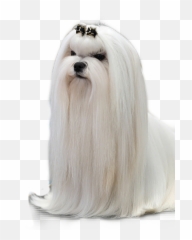 Maltese - Emoji