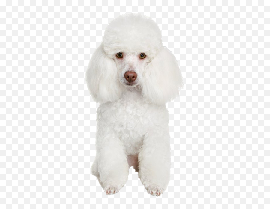 Poodle Png Transparent Images Png All - Kulfi Kumar Bajewala Dog Breed Emoji,Poodle Emoji