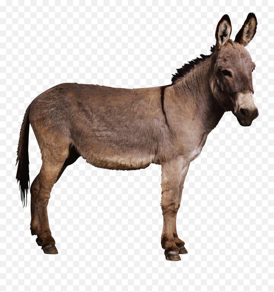 Donkey Mule In Donkeys America Clipart Emoji,Donkey Emoticon