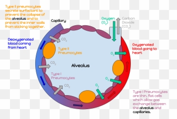 An Annotated Diagram Of An Alveolus - Alveoli Wand Emoji,Blood Type Emoji