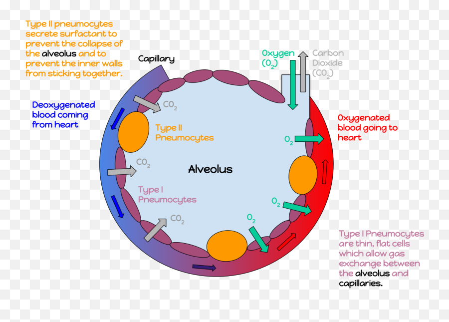 An Annotated Diagram Of An Alveolus - Alveoli Wand Emoji,Blood Type Emoji